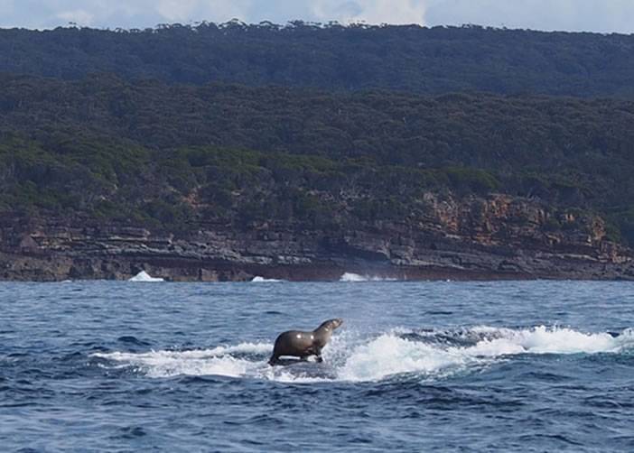 极其罕见一幕：澳洲一只海豹竟然站在座头鲸背部上玩冲浪
