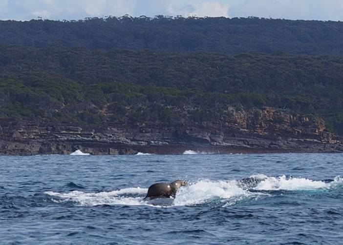 极其罕见一幕：澳洲一只海豹竟然站在座头鲸背部上玩冲浪