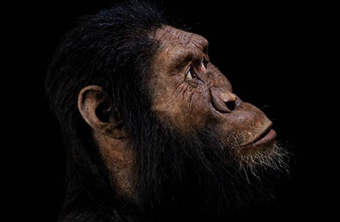 埃塞俄比亚发现380万年前古人类——湖畔南方古猿头骨化石