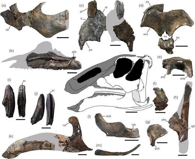 日本北海道Hakobuchi地层中发现晚白垩世鸭嘴龙新属种Kamuysaurus japonicus