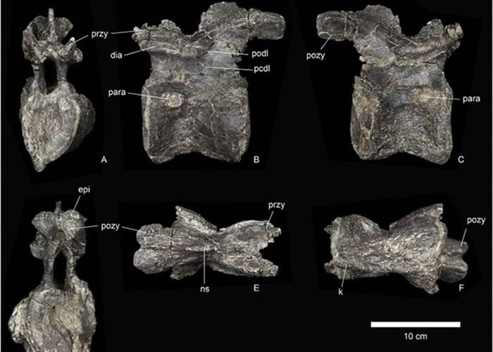 摩洛哥发现迄今最古老的新品种剑龙化石：距今1.68亿年的“Adratiklit Boulahfa”