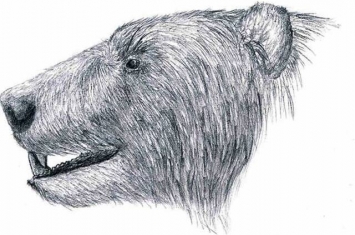 北美新种郊熊的发现帮助破解印度熊和郊熊关系之谜