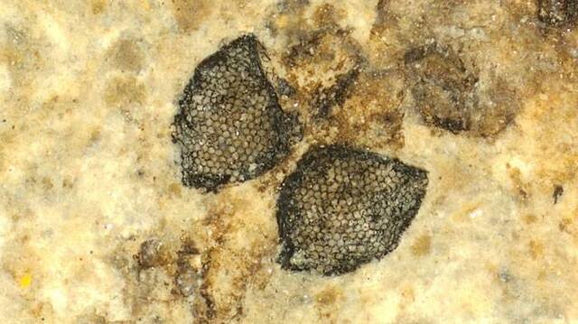 丹麦发现的5400万年前大蚊眼睛化石揭示节肢动物复眼如何演化