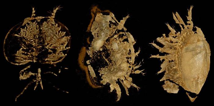寒武纪早期不同高肌虫附肢结构的差异揭示了干群真节肢动物躯体模式的多样化