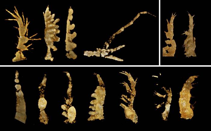 寒武纪早期不同高肌虫附肢结构的差异揭示了干群真节肢动物躯体模式的多样化