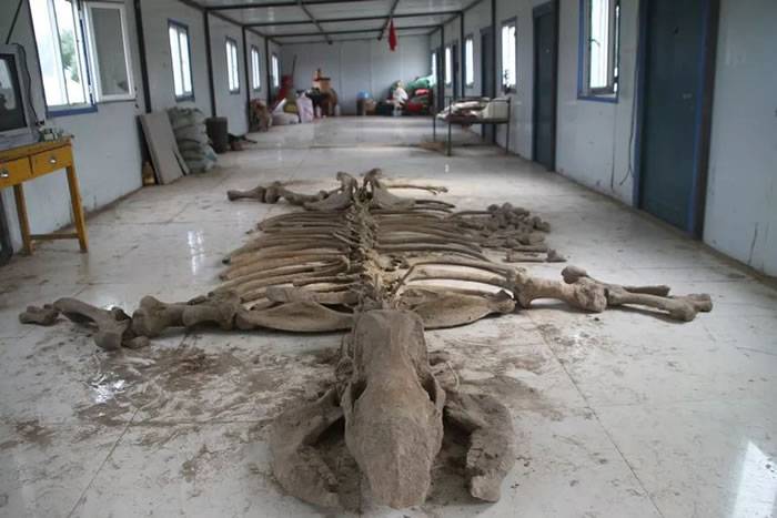 库伦旗发现内蒙古地区个体最大的完整披毛犀骨骼化石