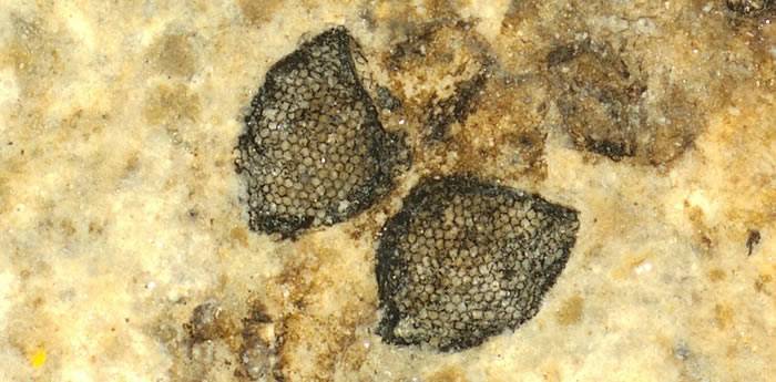 5400万年前昆虫眼睛化石推断出已灭绝节肢动物的视觉能力