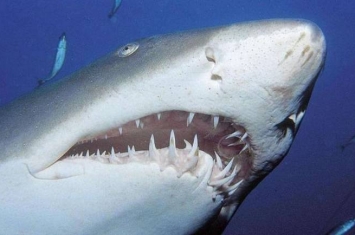 为什么人们如此热衷于收藏鲨鱼牙齿化石？鲨鱼牙齿有什么特殊之处吗？