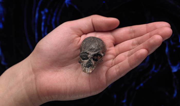 智利猴化石揭示人类大脑的高速演化趋势