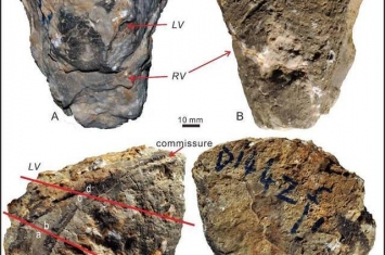 拉萨地块白垩纪中期郎山组中发现一固着蛤新属新种：西藏沙氏蛤