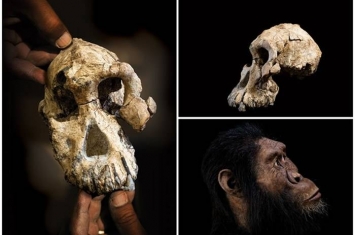 埃塞俄比亚出土380万年前湖畔种南方古猿头骨化石 或有助填补人类进化史中的断层
