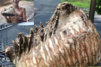 美国小男孩在俄亥俄州度假时意外发现猛犸象牙齿化石