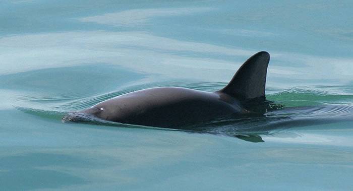 小头鼠海豚（加利福尼亚湾鼠海豚）可能随时会从地球上消亡