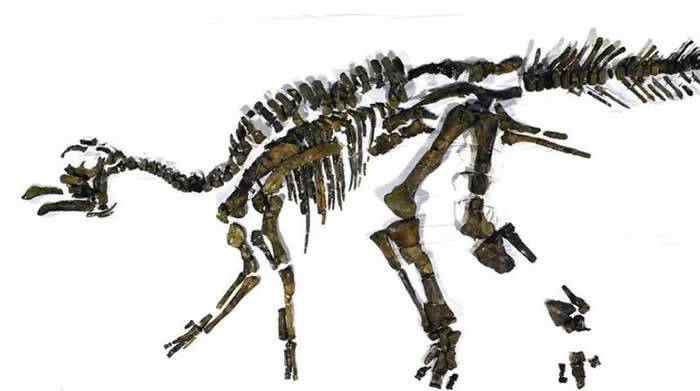 日本最大恐龙化石被正式认定为新种 命名为“日本神龙”Kamuysaurus japonicus