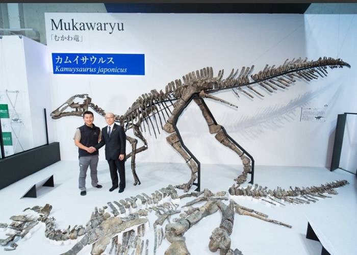 日本北海道出土的恐龙化石属新品种 以日本龙神命名为“神威龙Kamuysaurus japonicus