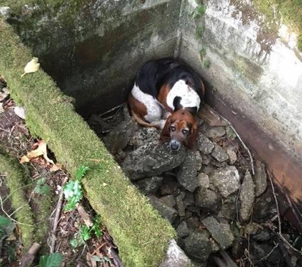美国华盛顿瓦雄岛黄金猎犬守候洞口1星期直到朋友巴吉度猎犬获救