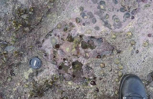 苏格兰天空岛发现世界最大恐龙足迹化石 可追溯到1.7亿年前