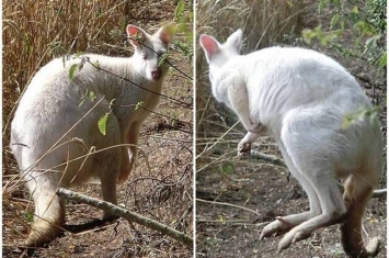 英国白金汉郡一只深受欢迎的白化袋鼠倒毙田间 疑遭恶犬咬死