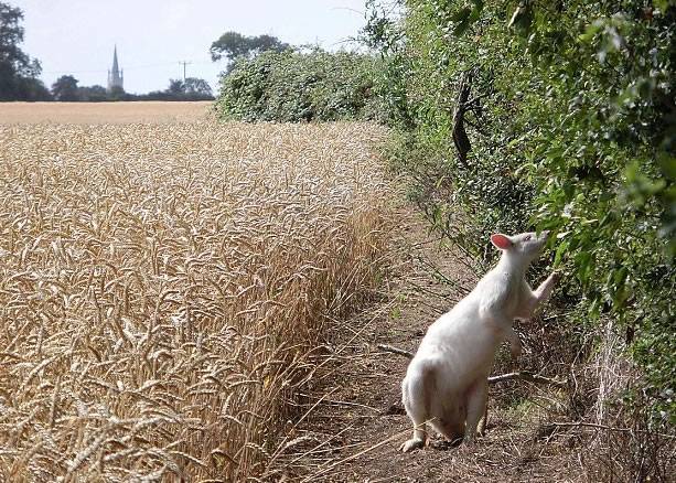 英国白金汉郡一只深受欢迎的白化袋鼠倒毙田间 疑遭恶犬咬死
