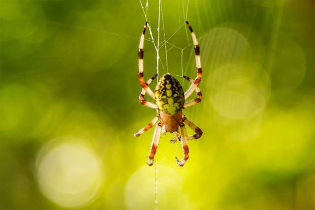 最让新西兰人“惊恐”的是蜘蛛 蟑螂排名第二