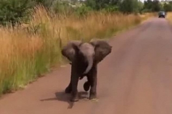 南非克鲁格国家公园小象猛冲图吓退汽车 事败回头霸气尽失