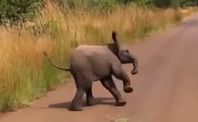 南非克鲁格国家公园小象猛冲图吓退汽车 事败回头霸气尽失