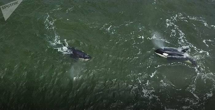 科学家将对从“鲸鱼监狱”放归自然的虎鲸和白鲸持续观察半年