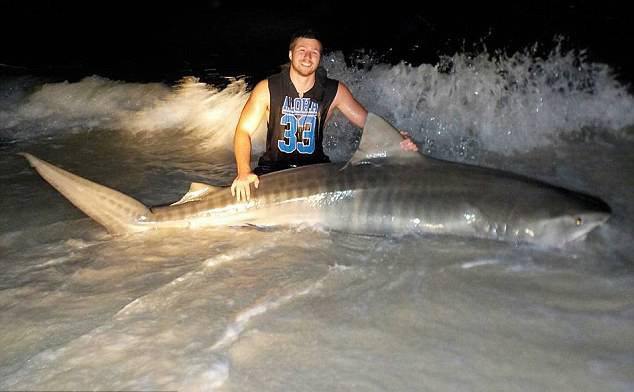 澳大利亚昆士兰州19岁青年一周之内捕到3条大鲨鱼