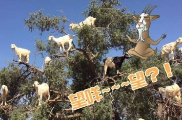 摩洛哥山羊竟然成群站在树上吃树叶