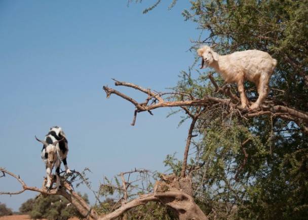 摩洛哥山羊竟然成群站在树上吃树叶