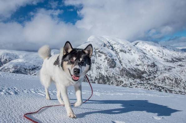 挪威男子Henrik Vikse毅然辞职带着爱犬哈士奇Akiak踏上冒险之旅