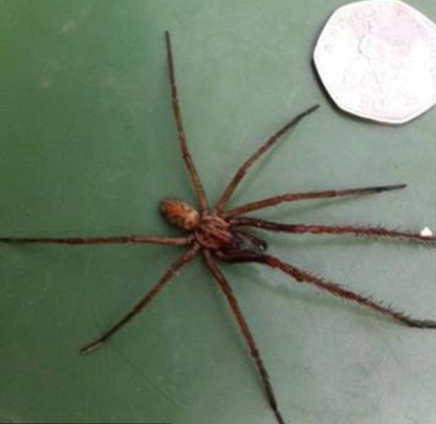 英国柴郡民居遭受巨型蜘蛛群袭击 体型如老鼠般大小