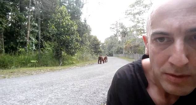 马来西亚男子和猩猩的搞笑自拍
