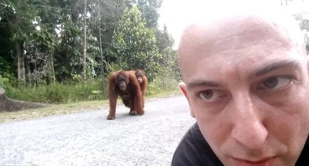 马来西亚男子和猩猩的搞笑自拍