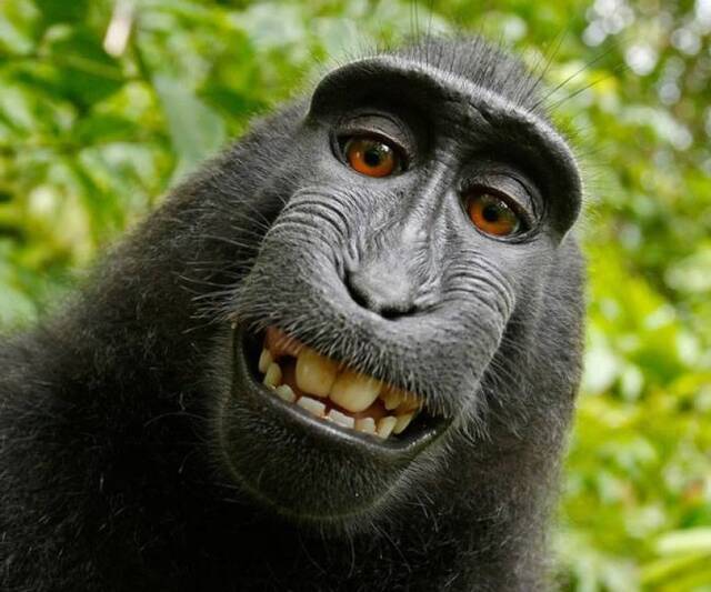 英国摄影师戴维·斯莱特被控侵犯一只苏拉威西猕猴的知识产权