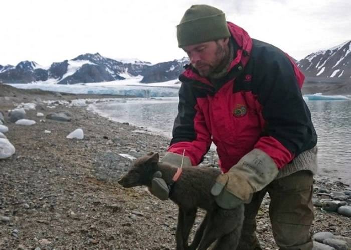 76日长征3506公里 小北极狐由挪威抵加拿大