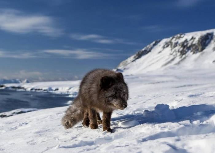 76日长征3506公里 小北极狐由挪威抵加拿大