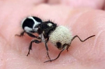 卡娃伊“熊猫蚁”竟是有刺小毒蜂