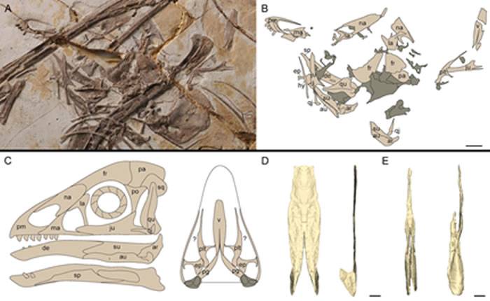 对会鸟和中国猎龙的犁骨三维重建提供早期副鸟类腭区的重要形态学信息