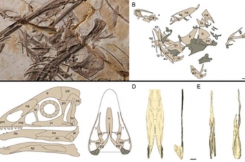 对会鸟和中国猎龙的犁骨三维重建提供早期副鸟类腭区的重要形态学信息