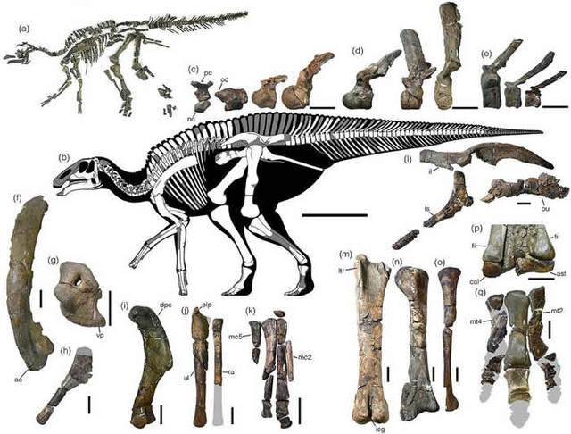 日本北海道发现的最大恐龙化石被认定为新品种：“日本神龙”Kamuysaurus japonicas