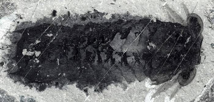 寒武纪布尔吉斯页岩动物群中发现“莫里森虫”新物种 五亿年前化石揭螯肢类动物起源