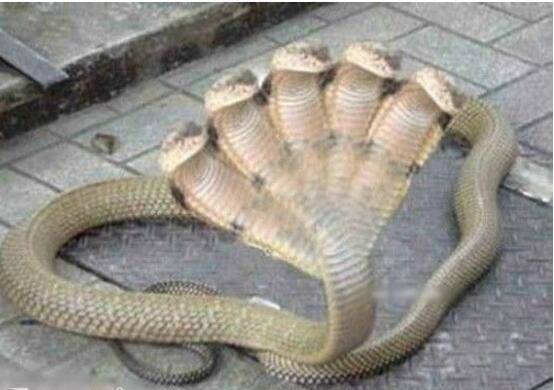 印度惊现五头蛇美人鱼，受神龛香火庇佑的上古神兽(图片)
