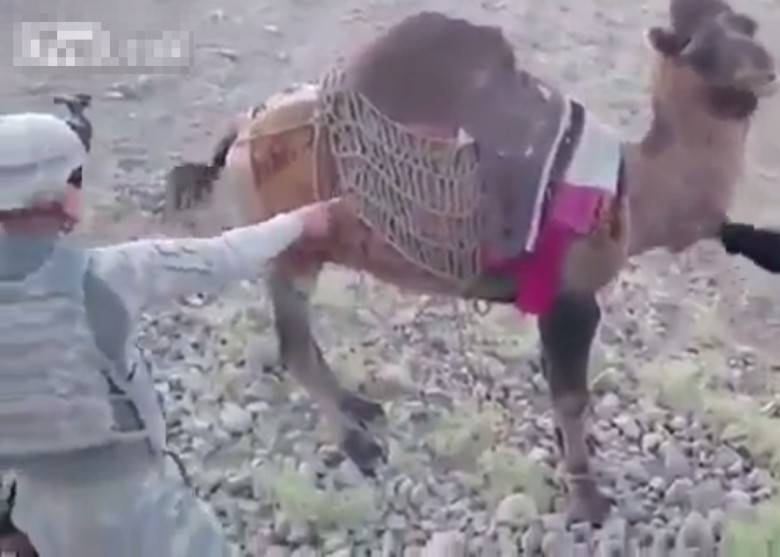 阿富汗一只骆驼“听到”美军士兵要杀它 起脚就踢