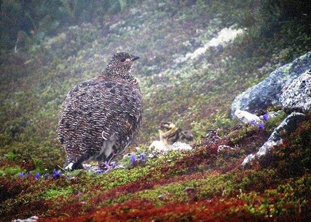 日本长野县阿尔卑斯山脉中部的木曾驹岳确认有极其罕见的雷鸟雏鸟诞生