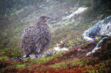 日本长野县阿尔卑斯山脉中部的木曾驹岳确认有极其罕见的雷鸟雏鸟诞生