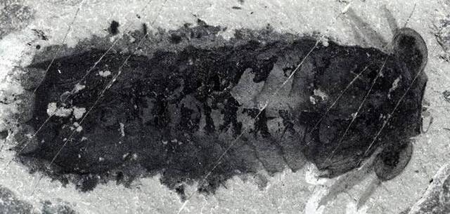 寒武纪布尔吉斯页岩动物群中发现5亿年前莫里森虫（Mollisonia plenovenatrix）新物种
