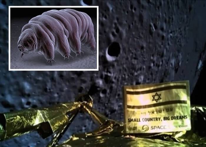 随以色列探测器“创世纪”上月球的微生物水熊虫或已在探射器撞击月球期间漏出