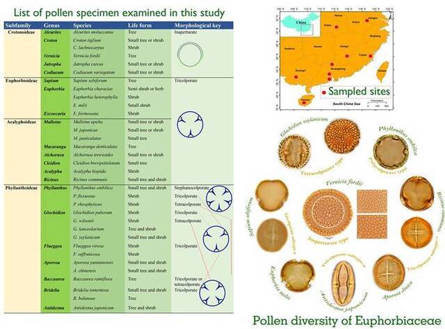 中国南方地区的大戟科花粉形态学研究取得新进展