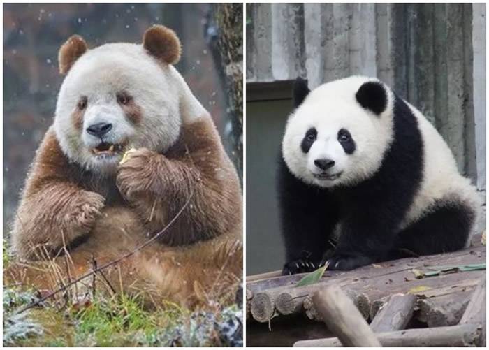 科学发现大熊猫150周年：秦岭大熊猫和四川大熊猫在30万年前就从四川分开